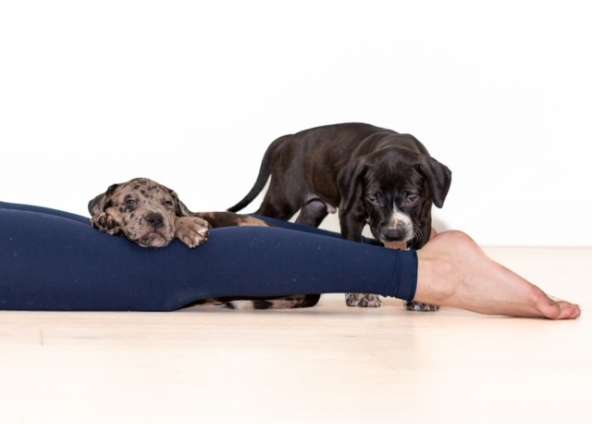 September PUPPY YOGA 3rd, 10th, 17th & 24th
