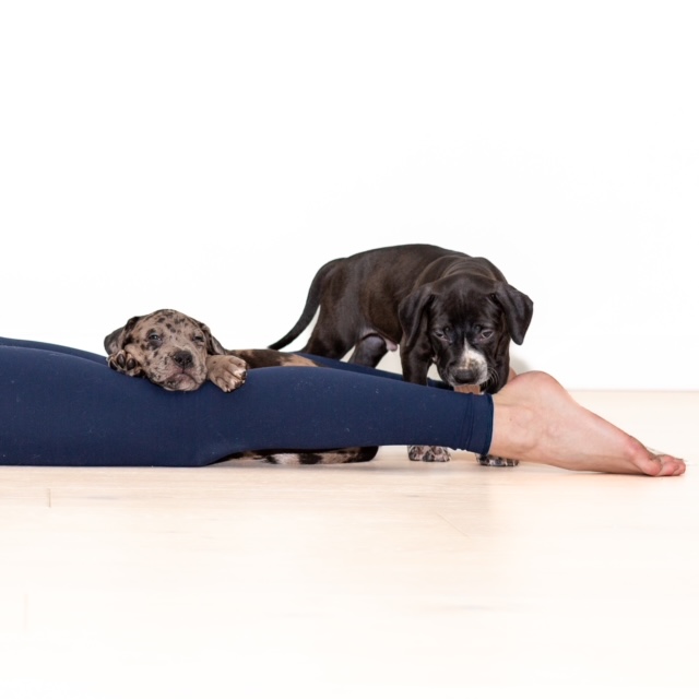 September PUPPY YOGA 3rd, 10th, 17th & 24th